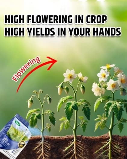 Katyayani Npk 12:61:00 Fertilizer, High-Performance Nutrient Solution For Enhanced Plant Growth and Development - Image 2