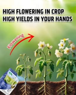 Katyayani Npk 12:61:00 Fertilizer, High-Performance Nutrient Solution For Enhanced Plant Growth and Development 2