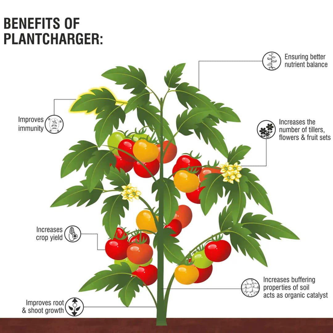 Barrix Plantcharger , Organic Plant Nutrition Mixture, Improves immunity. - Image 2