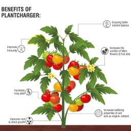 Barrix Plantcharger , Organic Plant Nutrition Mixture, Improves immunity. 2