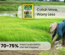 Chipku Pheromone Trap Funnel With Scriptophaga Incertulas Lure To Catch Insect, Moth Yellow Rice Stem Borer (YSB) 2