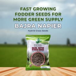 Sri Sai Forestry Bajra Napier Hybrid Grass Seeds, Multi Cut Grass Seed and Animal Fodder 2