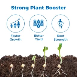 UPL Advanta ADV414 Hybrid Mustard Seeds , Indian Sarson Seeds, High Yield Potential 3