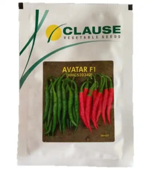 H.M. CLAUSE Hot Pepper Avatar Hybrid Chilli Seeds , Mirchi Ke Beej for Kharif and Rabi Season.