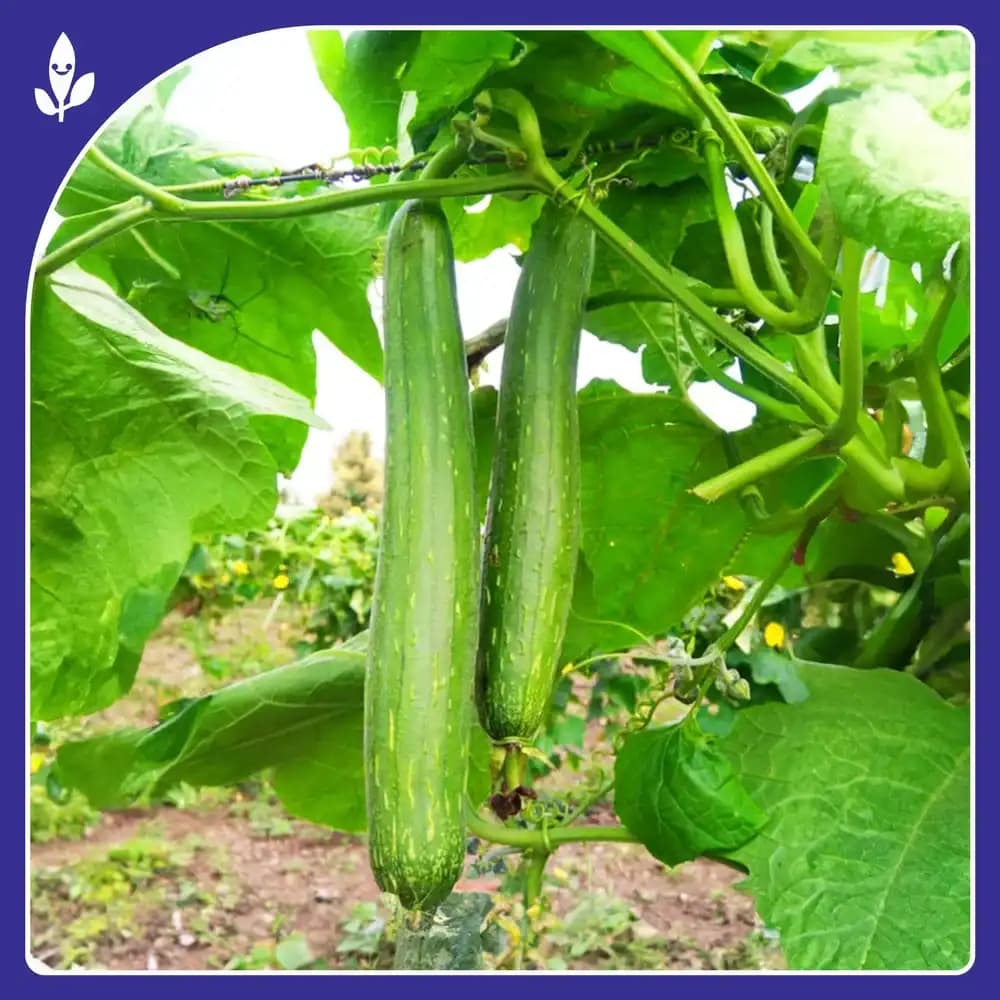 Sagar Seeds Janki F1 Hybrid Sponge Gourd Seeds, Ideal For Kharif and Summer Season - Image 3