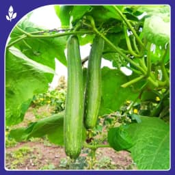 Sagar Seeds Janki F1 Hybrid Sponge Gourd Seeds, Ideal For Kharif and Summer Season 3