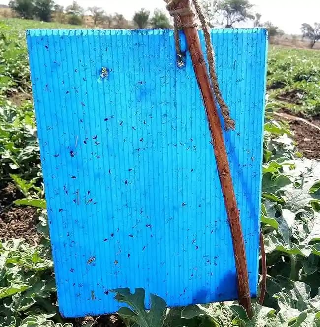 Rashail Insect Stick Trap, IPM Glue Trap - 200 x 300 x 3mm, A4 Size, Combo Of Yellow And Blue Sticky Trap For The Insects (10 Sheets) - Image 4