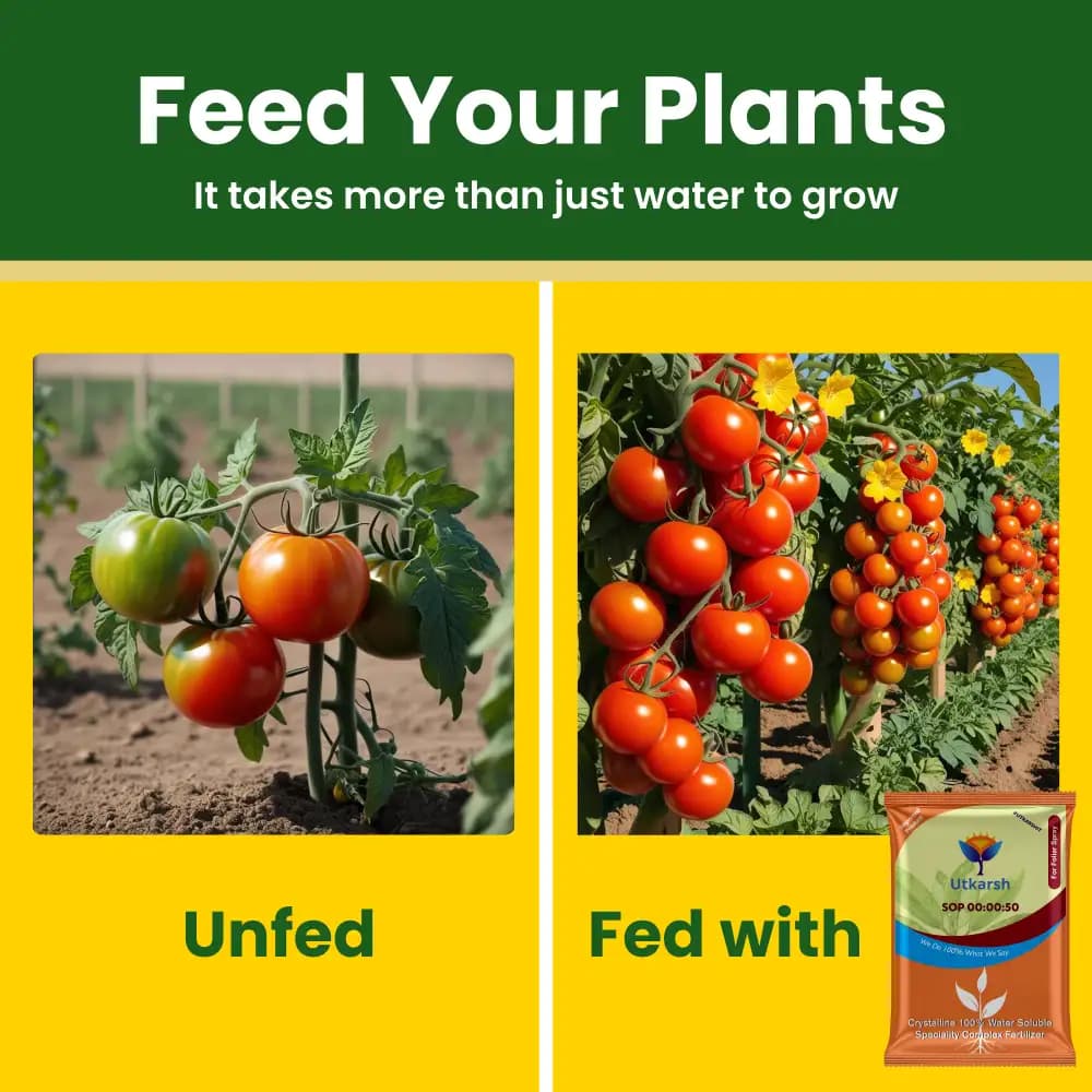 Utkarsh SOP (00:00:50 + 17.5 S) (Potassium Sulphate) K2SO4 (100% Water Soluble Fertilizer) Foliar Spray Nutrition - Image 4