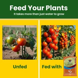 Utkarsh SOP (00:00:50 + 17.5 S) (Potassium Sulphate) K2SO4 (100% Water Soluble Fertilizer) Foliar Spray Nutrition 4