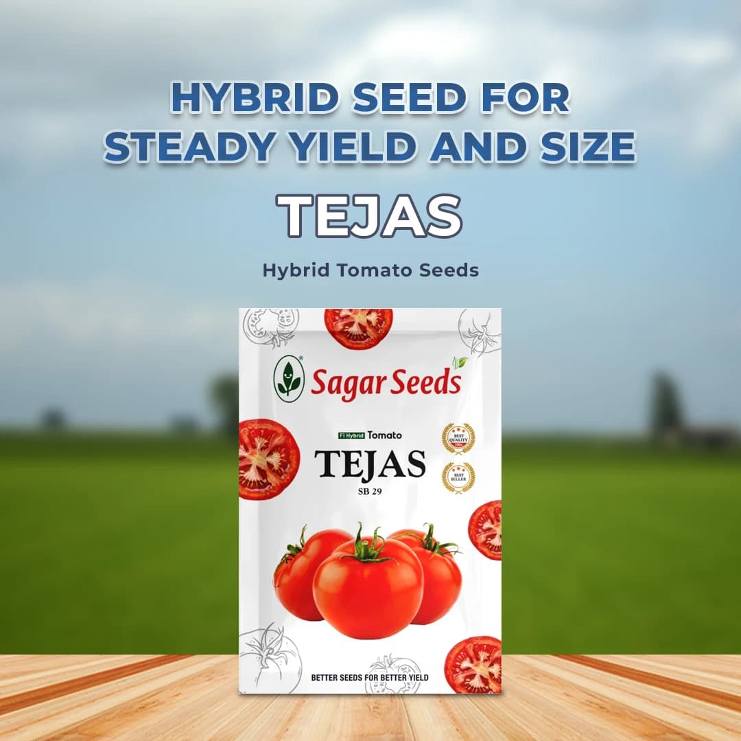 Sagar TEJAS F1 Hybrid Tomato Seeds, Firm Fruits, Ideal For Kharif and Rabi Seasons (3000 Seeds Pack) - Image 2