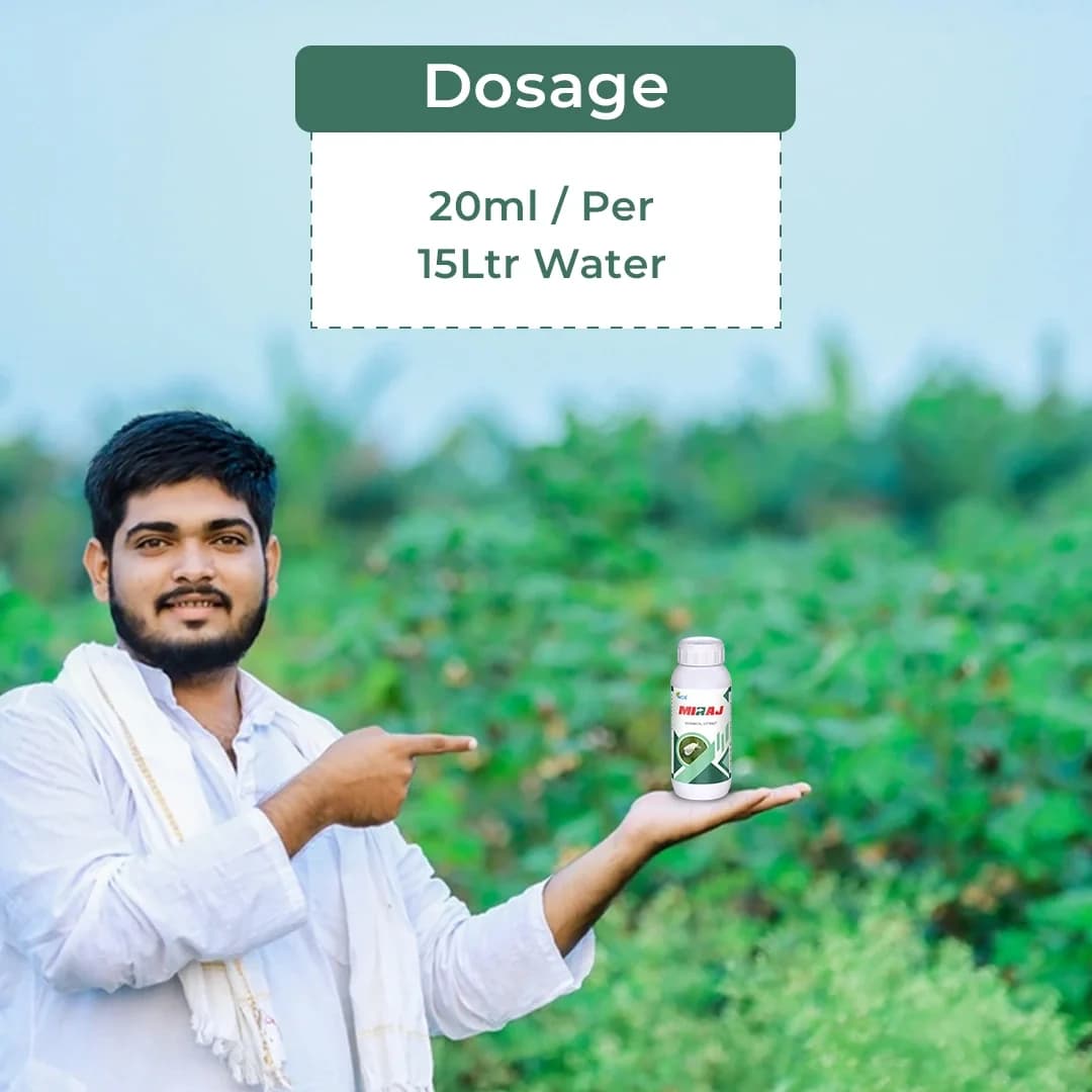 Miraj Botanical Extract - Special Solution for Whitefly and Green Jassid Control, Non-Toxic and Eco-Friendly - Image 5