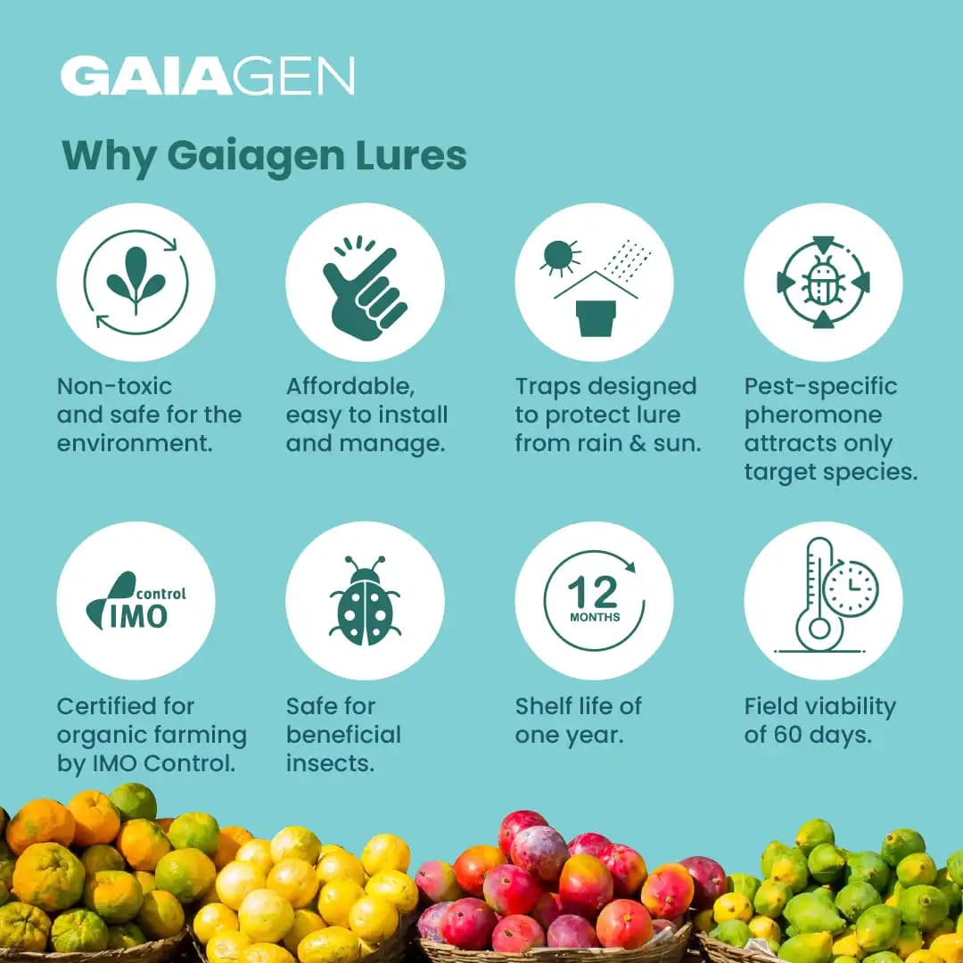 गाइएजेन फेरोमोन फल मक्खी ल्योर (बैकट्रोसेरा डॉर्सालिस) और कीट मक्खी जाल, आईएमओ प्रमाणित - Image 8