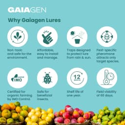 गाइएजेन फेरोमोन फल मक्खी ल्योर (बैकट्रोसेरा डॉर्सालिस) और कीट मक्खी जाल, आईएमओ प्रमाणित 8