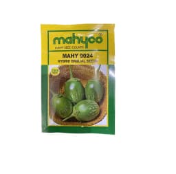 Mahyco Mahy 9024 Hybrid Brinjal Seeds, Attractive Jamuni-Purple Color and Oval-Round Shape Fruit (2000 Seeds) 1