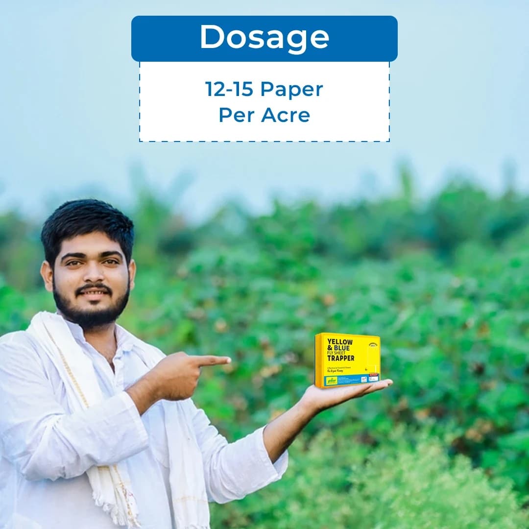 Yellow Sticky Traps For Insect - A5 Size - Image 5