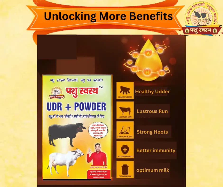 PASHU SVASTH UDR+ POWDER, Herbal Udder (Levity, Thun) Milk Enhancer For Cows And Buffaloes - Image 4