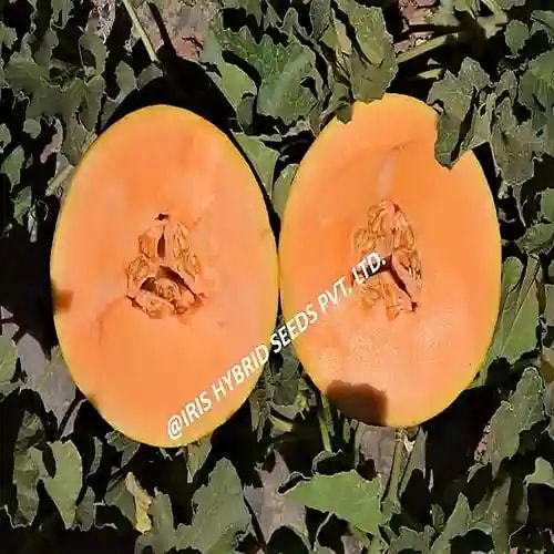 Iris Hybrid Fruit Seeds F1 Hybrid Musk Melon-123, Karbooja Ke Beej, Best In Seed.