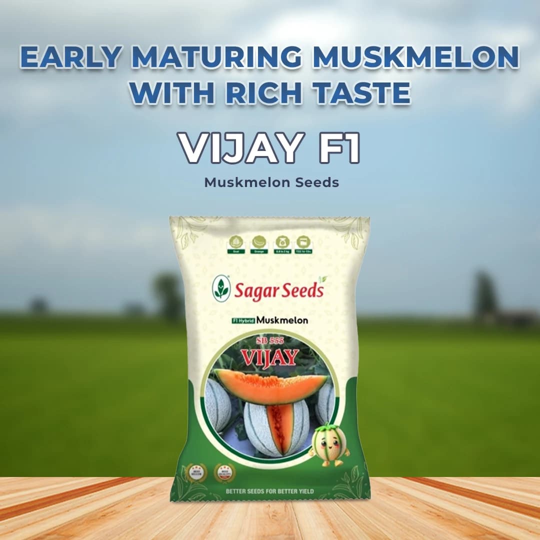 Sagar Vijay F1 Muskmelon Seeds, Superior Quality, High Yielding Variety With Uniform Fruit Size - Image 2