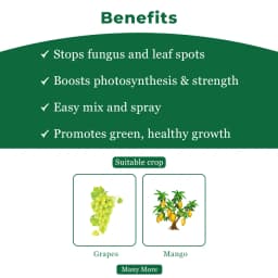 SML LIQUIFLO Sulphur 55.16% SC Fungicide is Contanct Fungicide, Used for the Control of Powdery Mildew of Grape In Crops 4