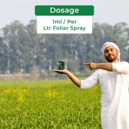 Gibrax SP186 - Gibberellic Acid 0.186% SP Increases Fruit and Flower Size and Helps in Overall Plant Growth 5