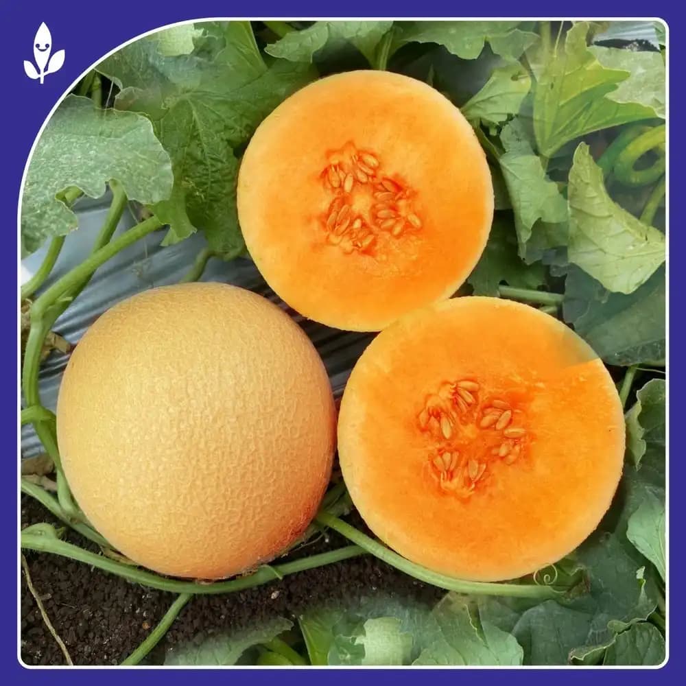 Sagar 403 F1 Hybrid Muskmelon Seeds, High Yield, Sweet And Aromatic With Disease Resistance - Image 4
