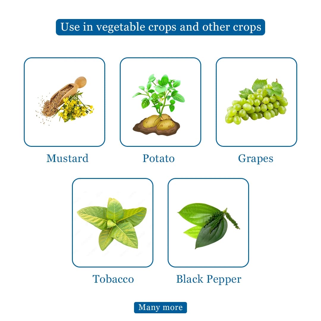 Tata Rallis Master - Mancozeb 64% WP + Metalaxyl 8%, Fungicide Effective Against Downy Mildew - Image 4