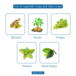 Tata Rallis Master - Mancozeb 64% WP + Metalaxyl 8%, Fungicide Effective Against Downy Mildew 4