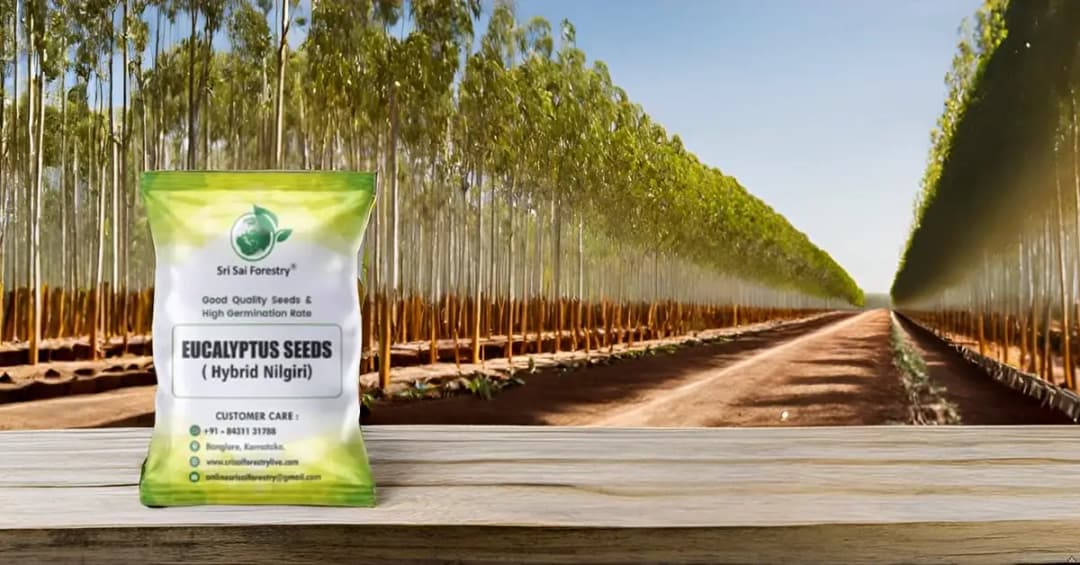 SRI SAI FORESTRY - Eucalyptus Nilgiri , Best Paper wood Tree, Hard Timber & Fast Growing Firewood Tree seeds - Image 11