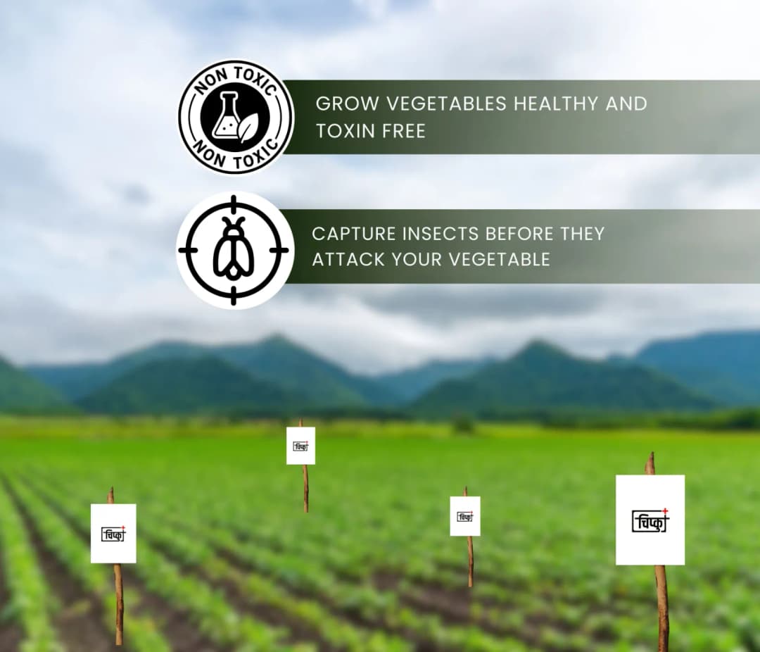 Chipku A5 White Sticky Trap For Insects, Useful for Farming Outdoor and Gardening (Size 150 MM x 200 MM) - Image 3