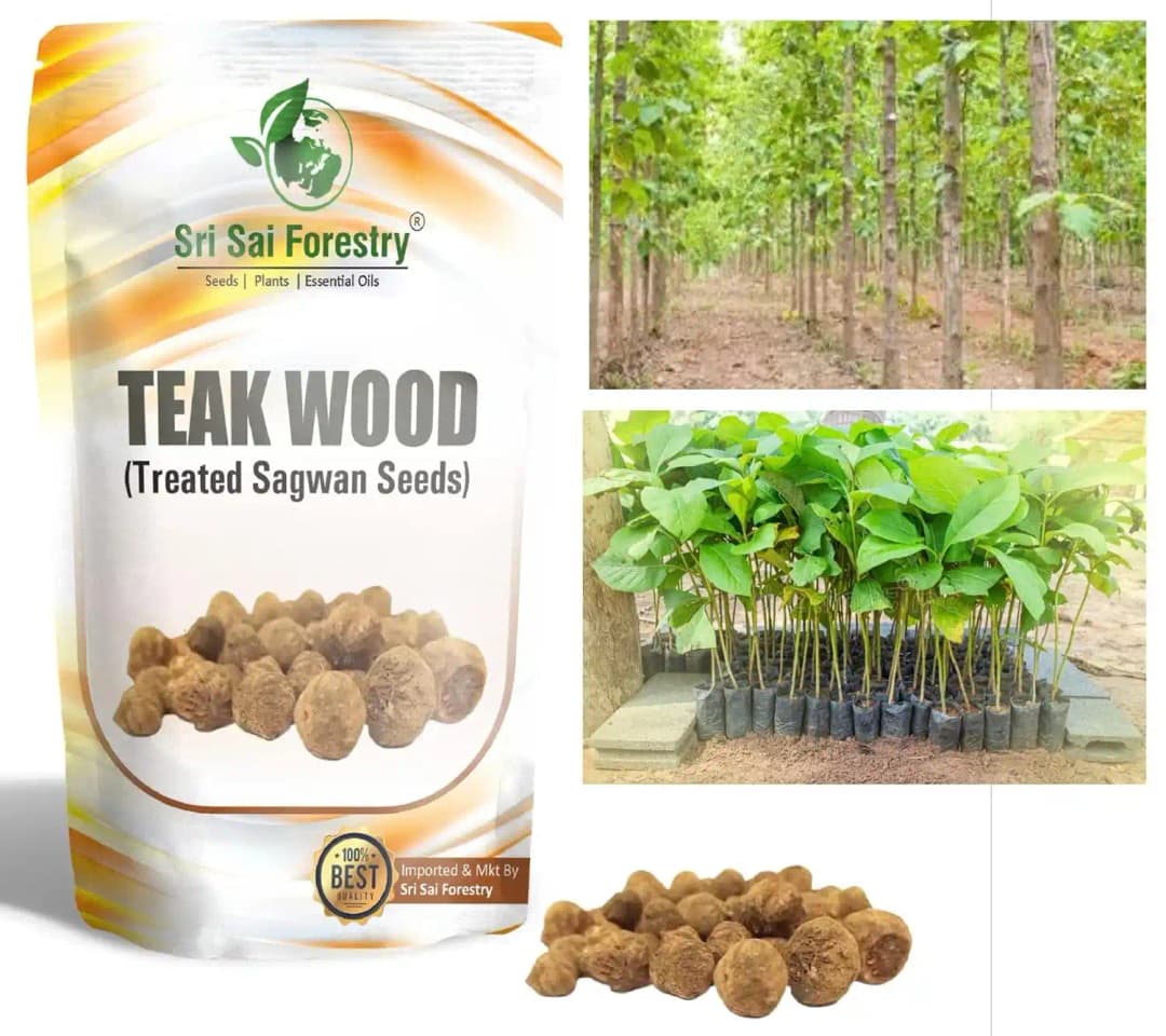 SRI SAI FORESTRY - Teak wood seeds (Sagwan) Tree Seeds, Excellent For Germination - Image 2
