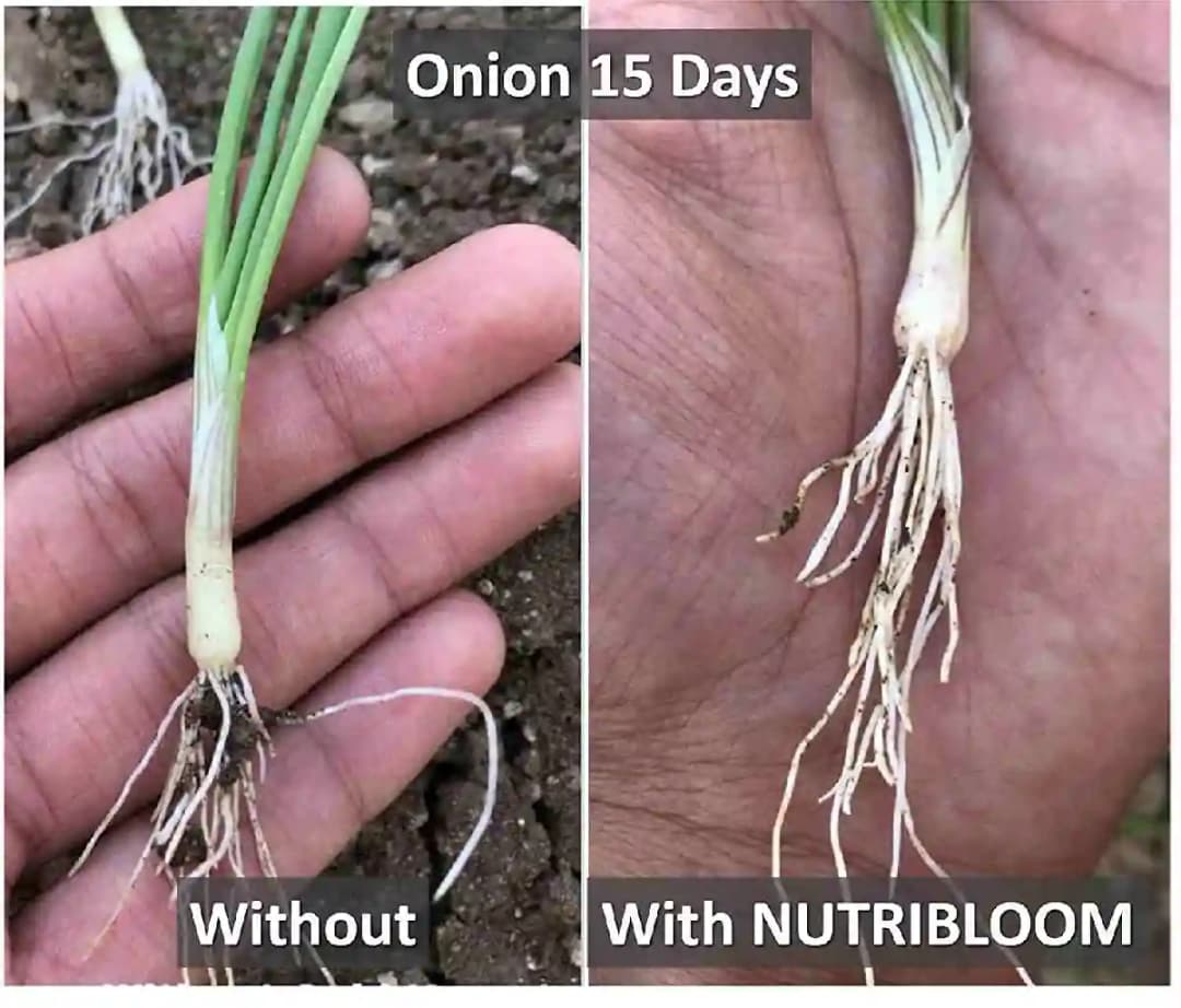 न्यूट्रीब्लूम जैविक लिक्विड ह्यूमिक और फुल्विक एसिड, यूएसए प्लांट उत्पाद, सर्वोत्तम पौधों के उत्तेजक - Image 4