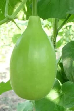 Urja Punjab Komal Supreme Bottle Gourd Seeds, Light Green Fruit, Early Maturing 2