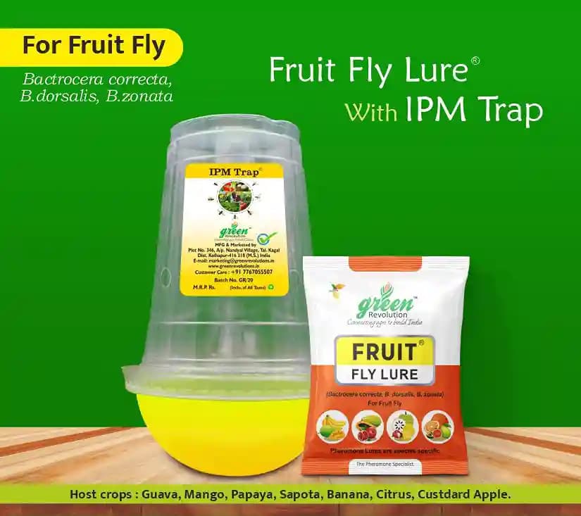 Fruit Fly pheromone Trap Set For 1 Acre and Lure For Bactrocera Correcta, Zonata, Dorsalisa. - Image 5