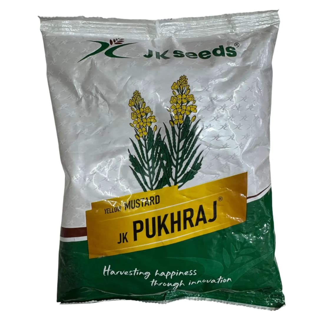 JK PUKHRAJ Yellow Mustard Seeds, Thick Shiny Grains And High Oil Content Variety - Image 2