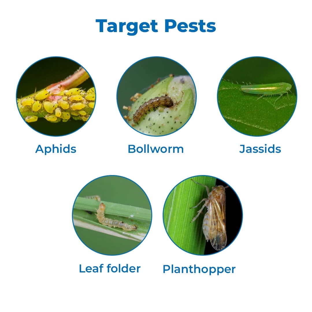 TATA Rallis ASATAF Acephate 75% Insecticides, Compatible with Most Chemicals - Image 3