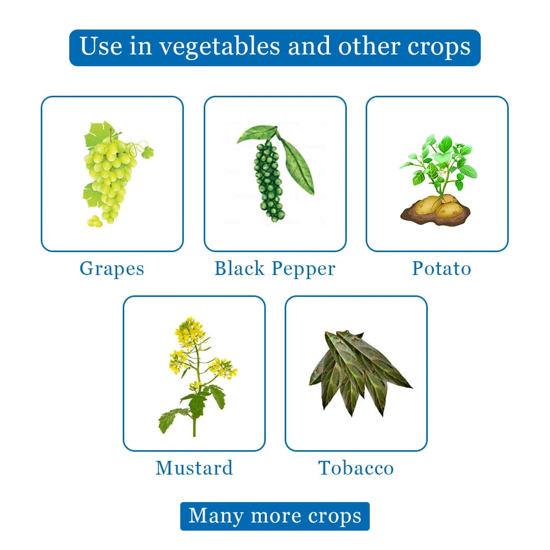 रेन मेटल 72 - मेटालैक्सिल 8% + मैन्कोज़ेब 64% डब्लूपी फफूंदनाशक, डाउनी मिल्ड्यू, लेट ब्लाइट, व्हाइट रस्ट, डैम्पिंग ऑफ, लीफ ब्लाइट के विरुद्ध उपयोगी। - Image 4
