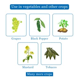 रेन मेटल 72 - मेटालैक्सिल 8% + मैन्कोज़ेब 64% डब्लूपी फफूंदनाशक, डाउनी मिल्ड्यू, लेट ब्लाइट, व्हाइट रस्ट, डैम्पिंग ऑफ, लीफ ब्लाइट के विरुद्ध उपयोगी। 4