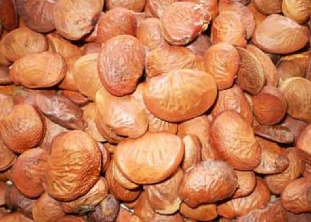 SRI SAI FORESTRY Karanja (Millettia Pinnata) Indian Beach Tree, Pongamia Pinnata, Pongame oil tree, Liquid Fuel Tree Seeds - Image 2