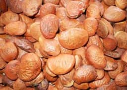 SRI SAI FORESTRY Karanja (Millettia Pinnata) Indian Beach Tree, Pongamia Pinnata, Pongame oil tree, Liquid Fuel Tree Seeds 2