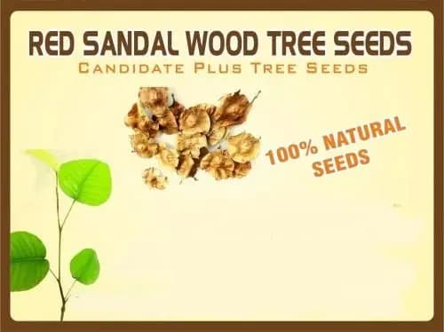 Red Sandalwood Tree Seed, Natural Seeds, Best Quality Germination Seeds. - Image 1