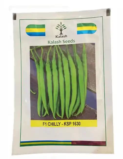 Kalash Tathastu KSP 1630 F1 Hybrid Green Chilli Seeds, Pungent Chilli Variety