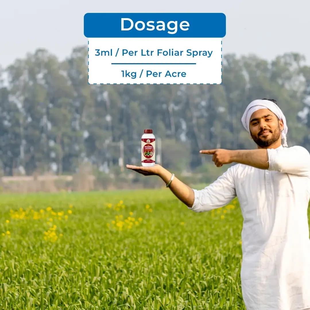 ईबीएस ट्राइकोडर्मा हरजियानम लिक्विड बायो फफूंदनाशक, सह निमेटोसाइड के रूप में उपयोग किया जाता है। - Image 5