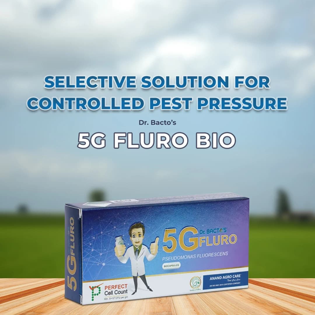 डॉ. बैक्टो के 5जी फ्लूरो बायो कैप्सूल, स्यूडोमोनास फ्लूरोसेंस विभिन्न फंगल और जीवाणु रोगों के विरुद्ध प्रभावी। - Image 2