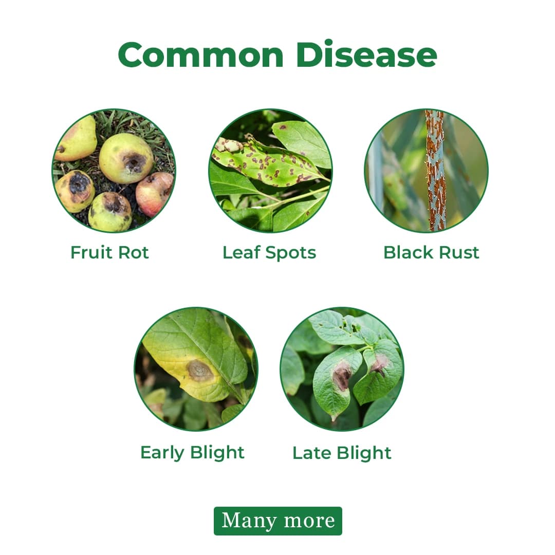 Indofil M-45 Fungicide - Image 3