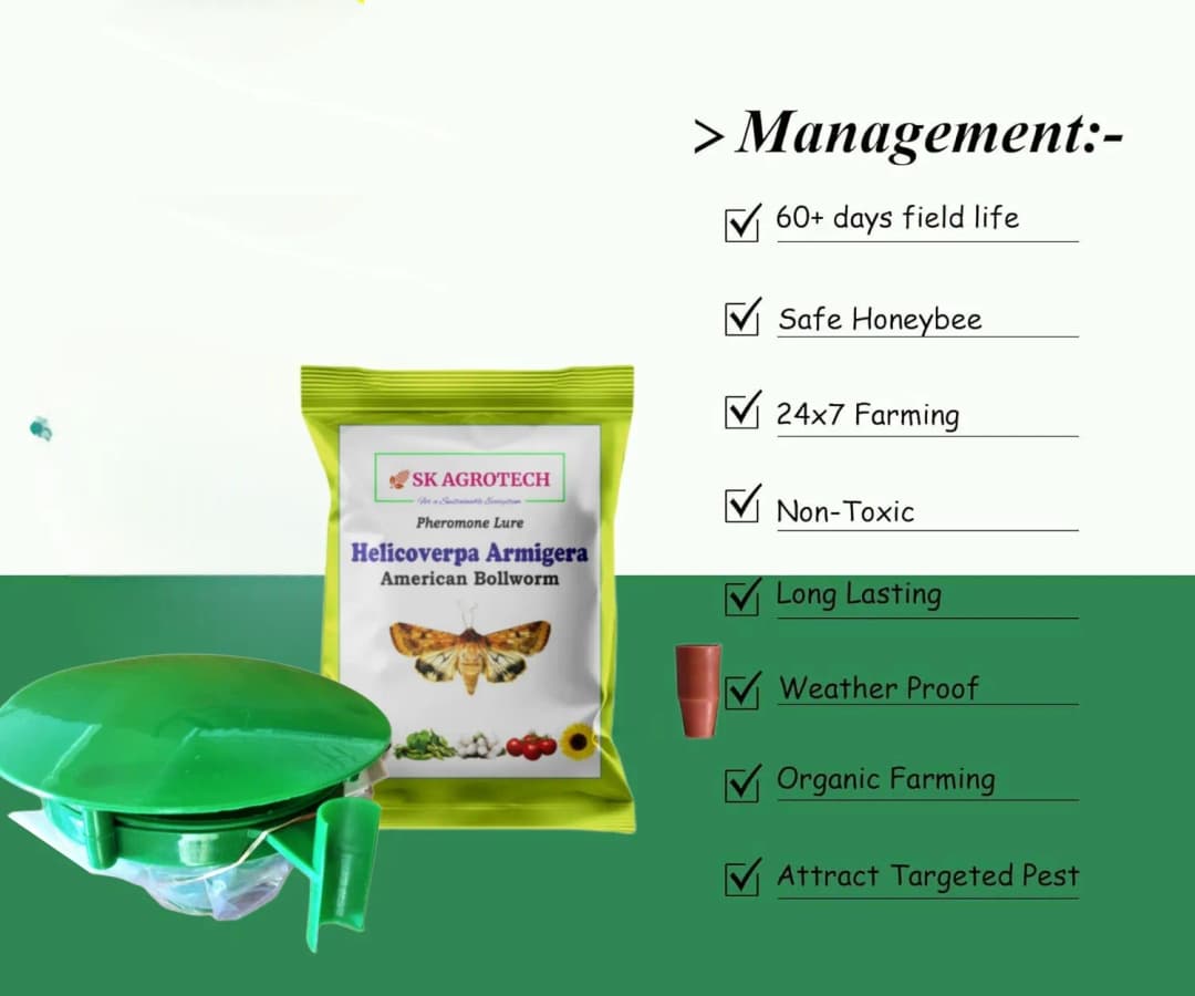 SK Agrotech Helicoverpa armigera (American Bollworm) Pheromone Trap With Lure - Effective Solution For Controlling Green Leaf-Eating Caterpillars - Image 5