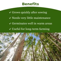 श्री साई फॉरेस्ट्री - यूकेलिप्टस नीलगिरी, बेहतरीन कागज की लकड़ी के वृक्ष, कठोर लकड़ी और तेज़ी से बढ़ने वाला इंधन लकड़ी वृक्ष के बीज 4