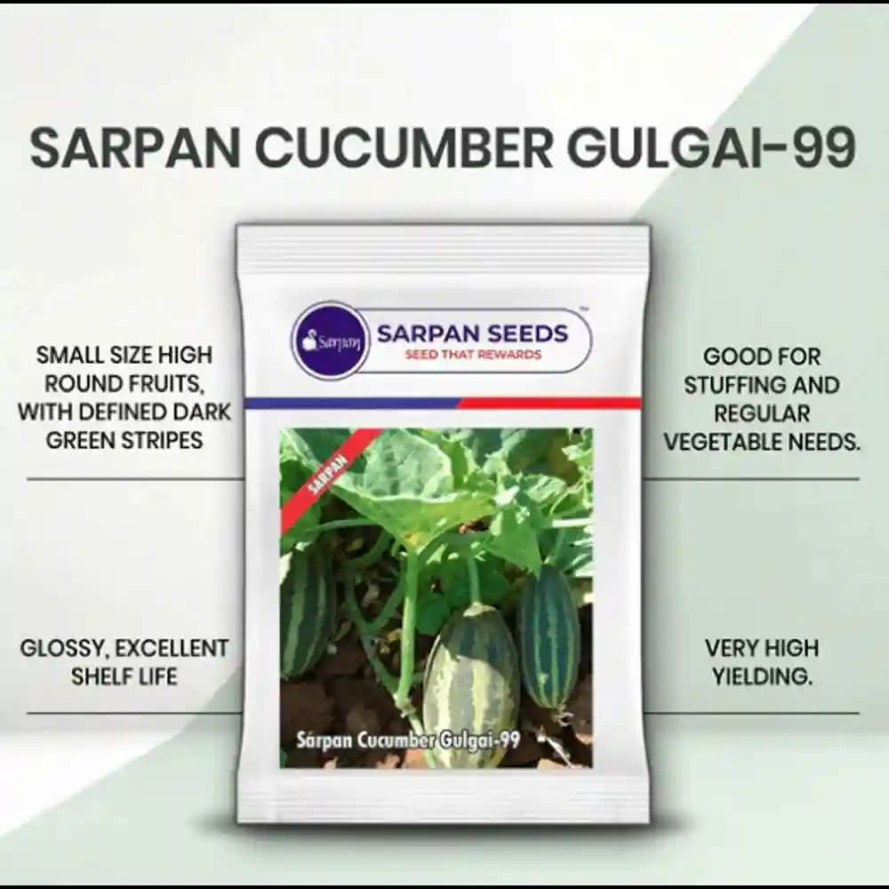 Sarpan Hybrid Cucumber Gulgai-99, Very High-Yielding, Excellent Shelf Life