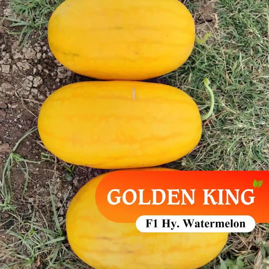 Sagar Golden King F1 Watermelon Seeds, Dark Yellow Skin, Deep Red Flesh And High Yield - Image 4