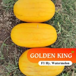 Sagar Golden King F1 Watermelon Seeds, Dark Yellow Skin, Deep Red Flesh And High Yield 4