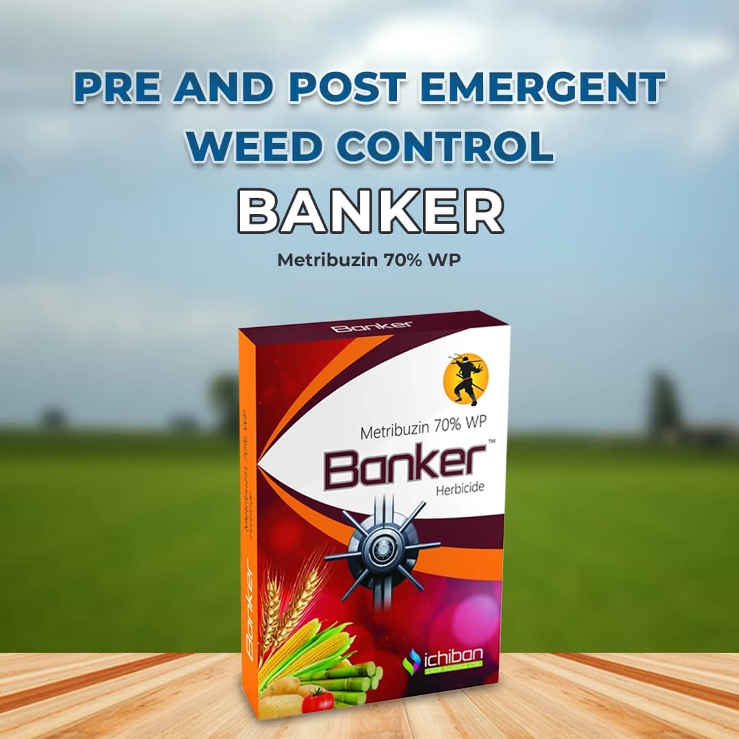 Ichiban Banker (Metribuzin 70% WP) Systemic and Contact Herbicide For Control Of Weeds - Image 2